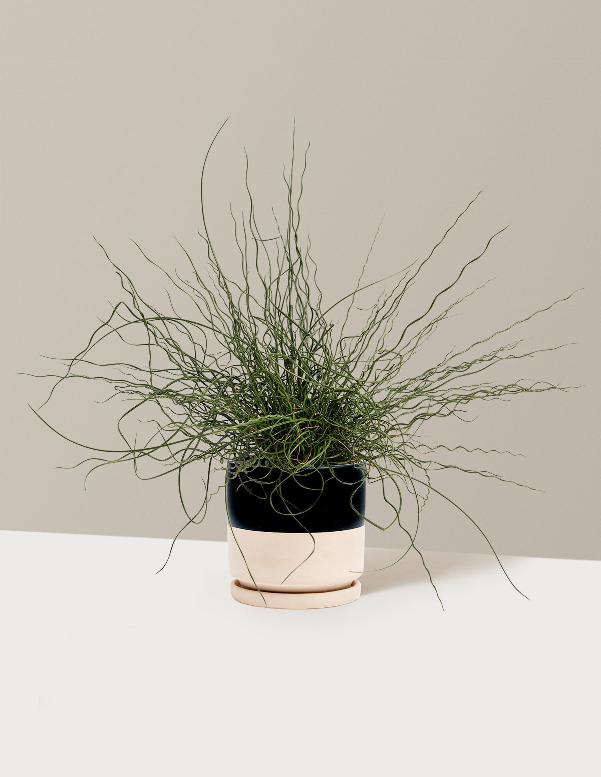 ColorGrass® Twister