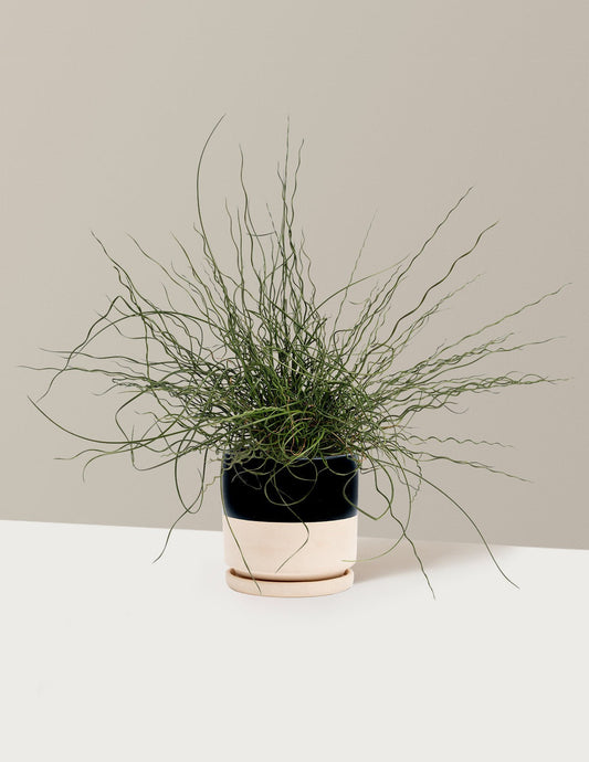 ColorGrass® Twister