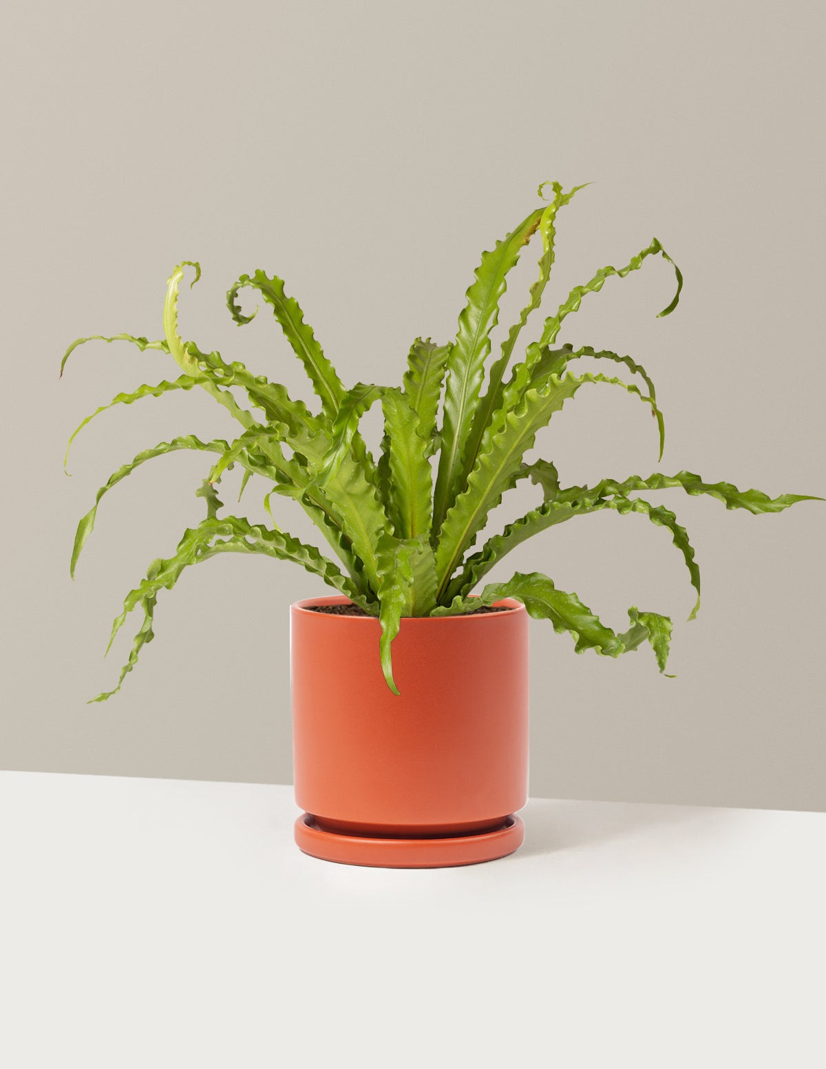 Bird's Nest Fern