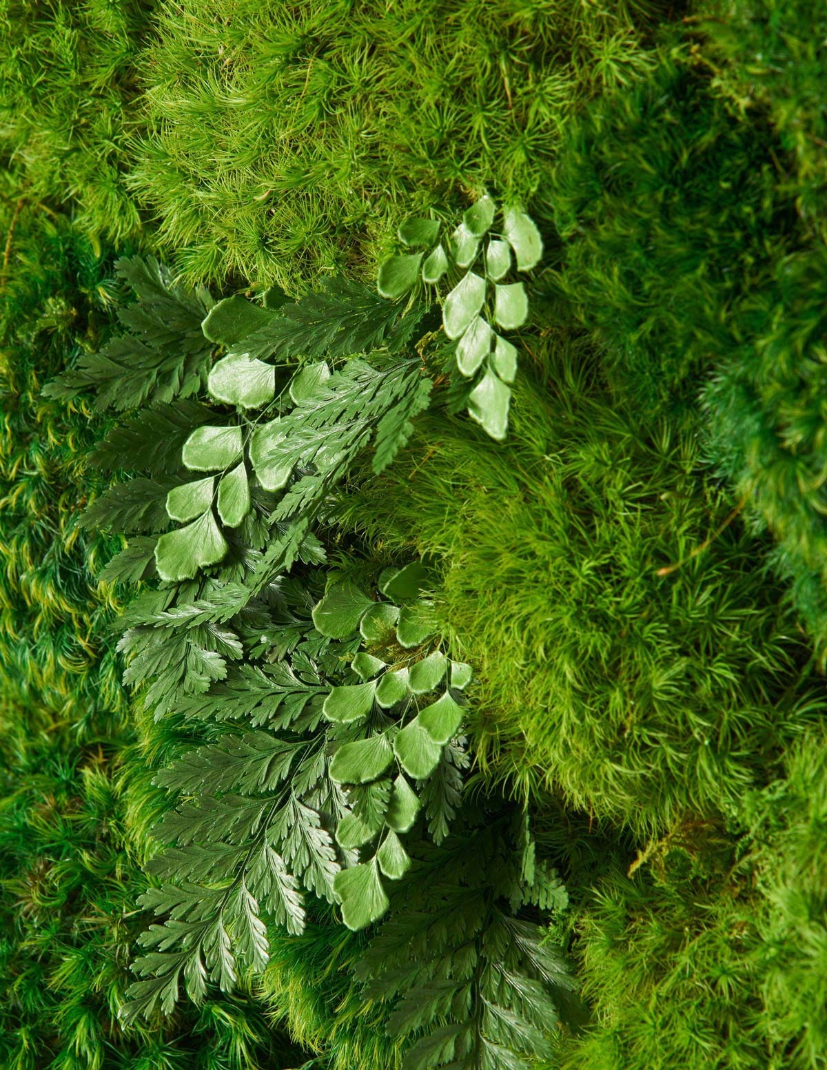 Medium Preserved Living Wall