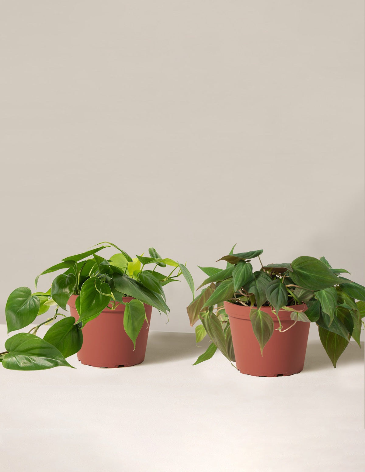The Philodendron Duo