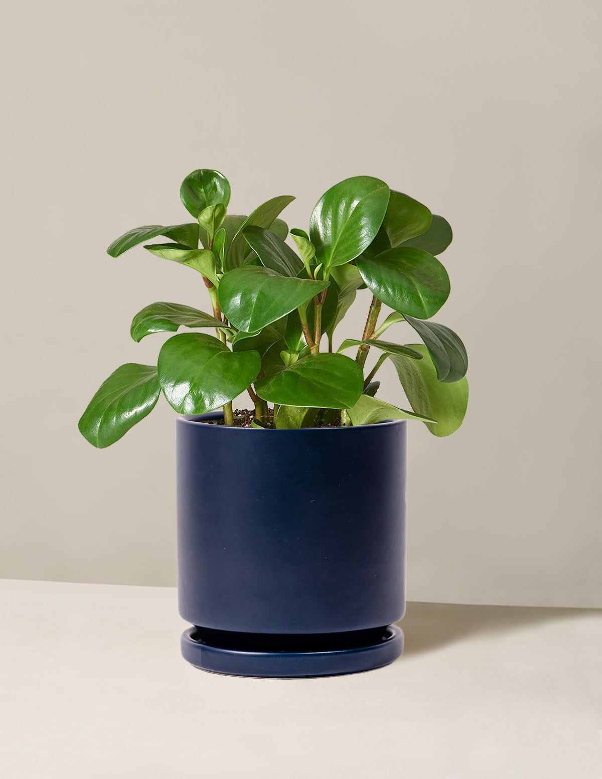 Baby Rubber Plant