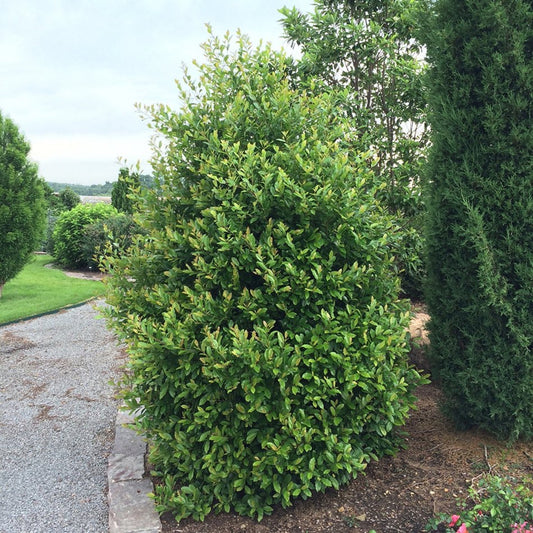 Centre CourtTM Cherry Laurel