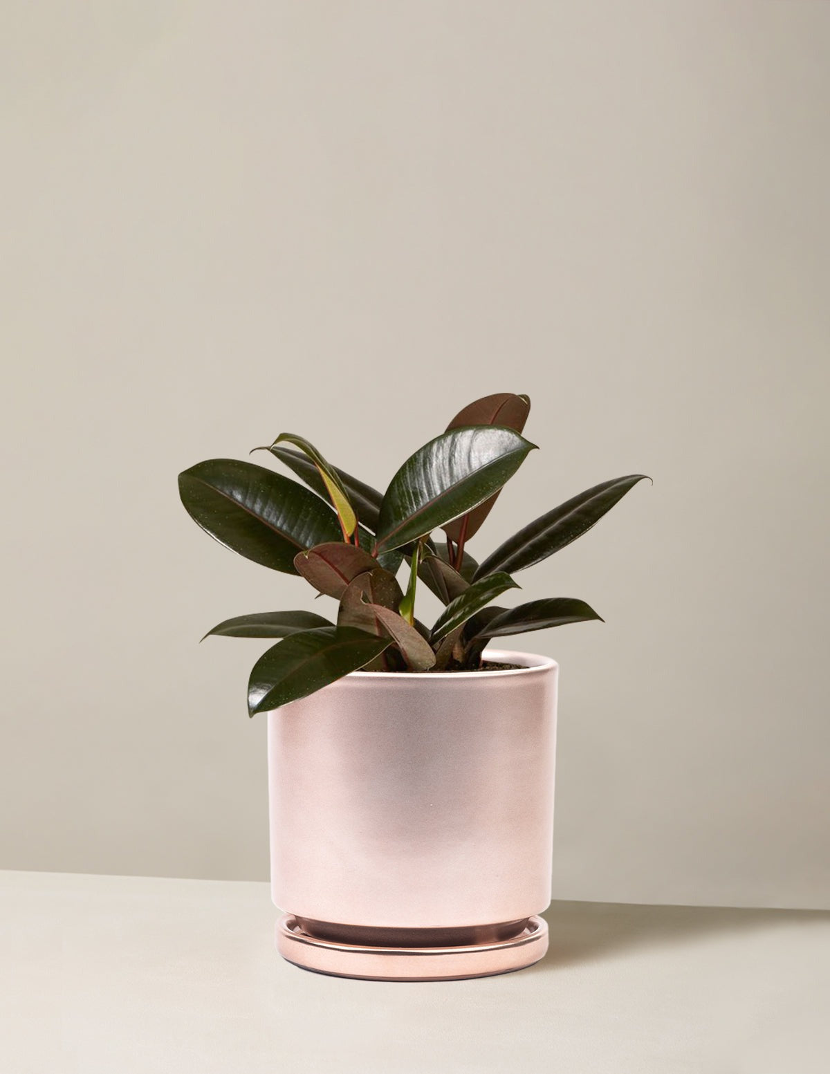Ficus Burgundy Rubber Plant