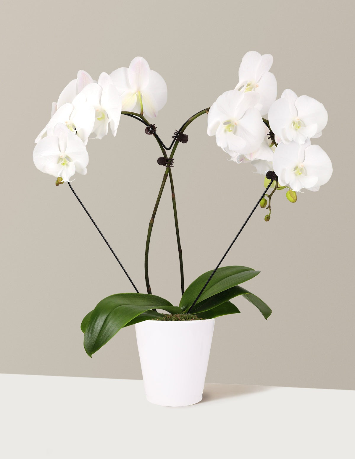 Heart Orchid