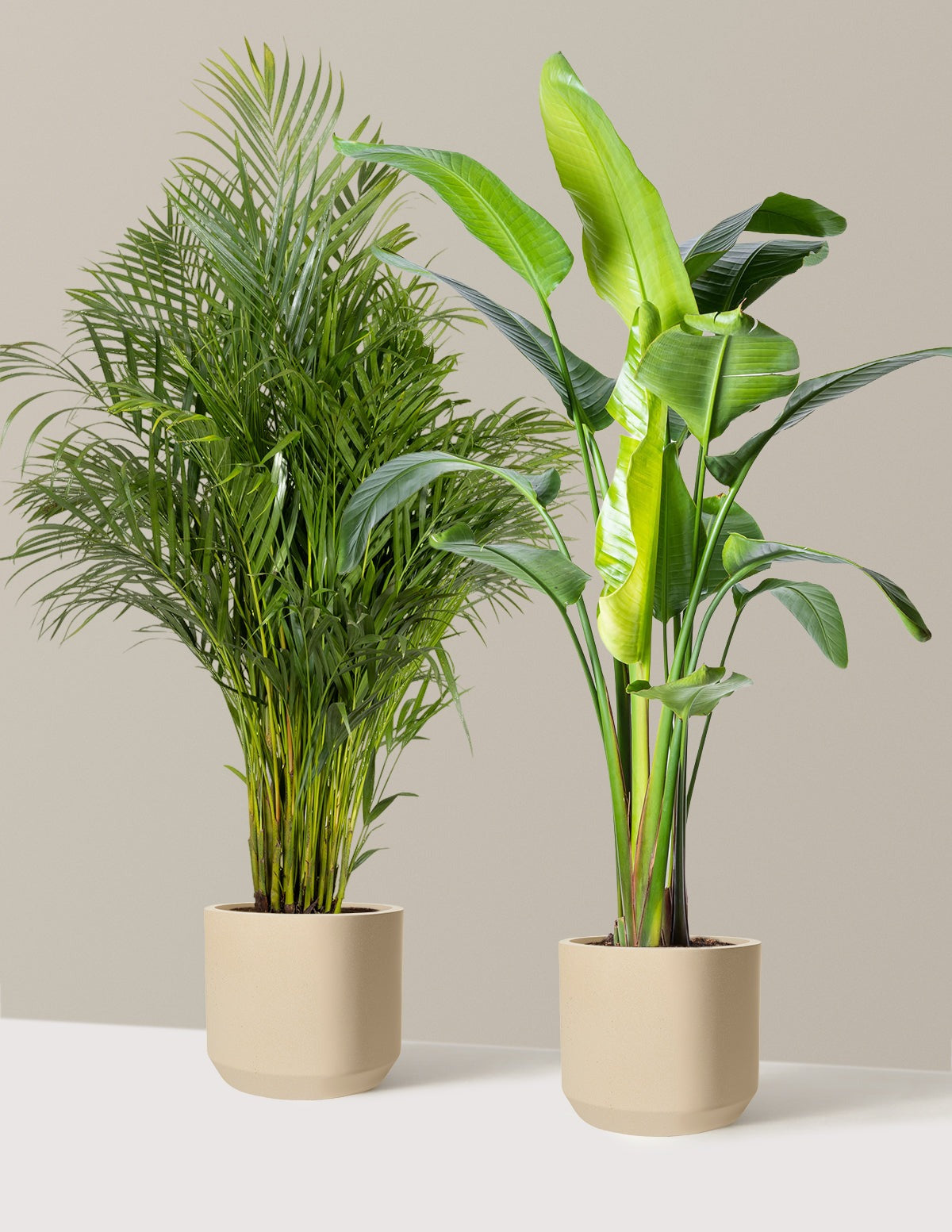 Paradise Pair