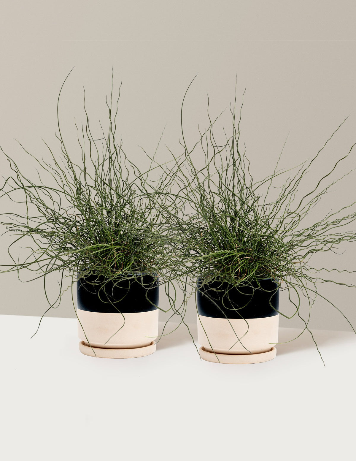 ColorGrass® Twister