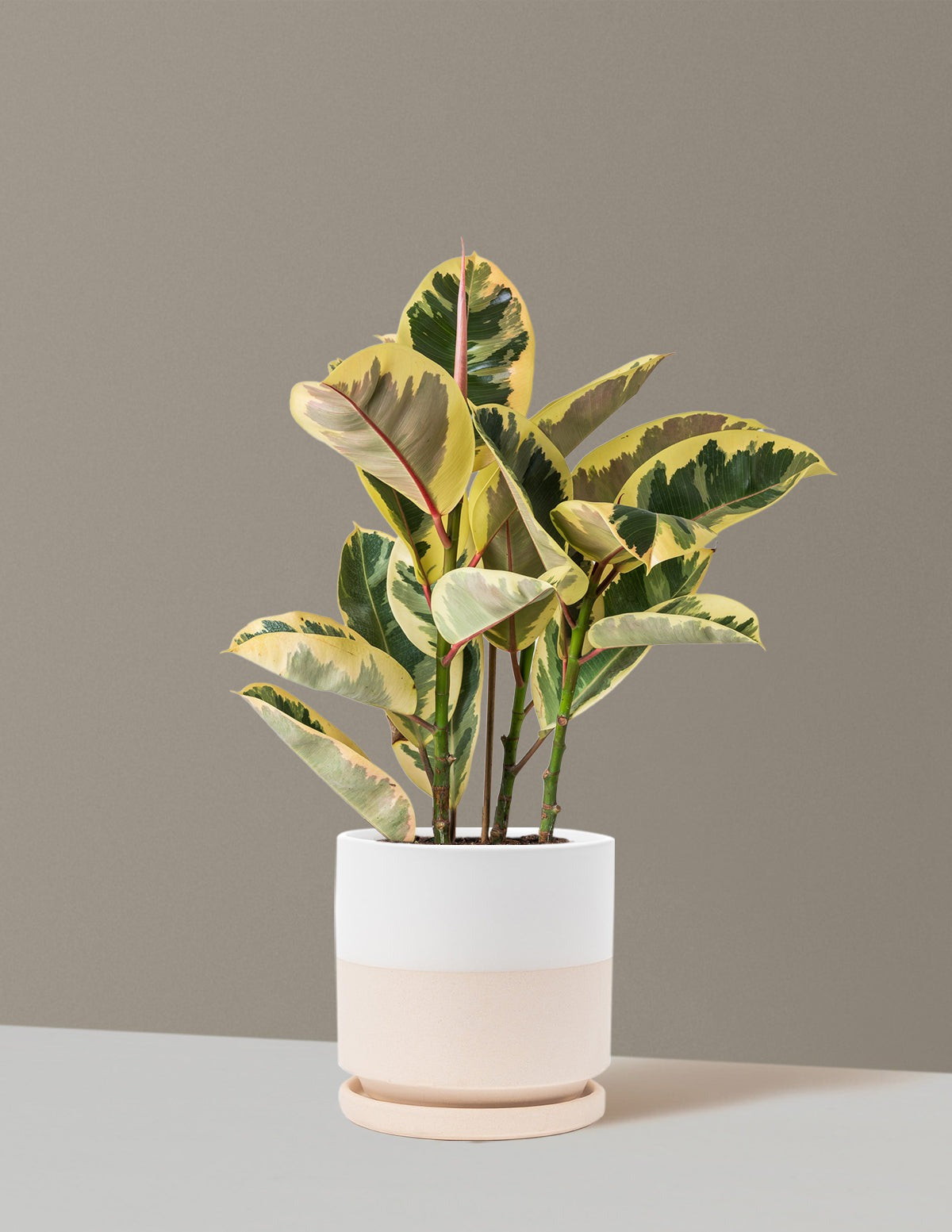 Ficus Tineke Bush
