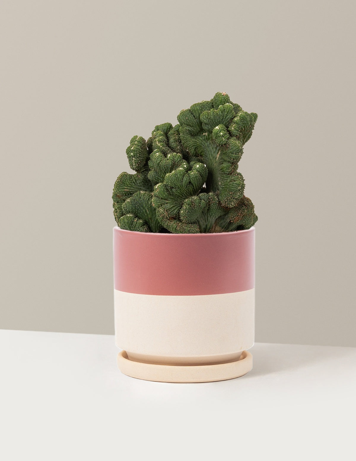 Cereus Green Coral Cactus