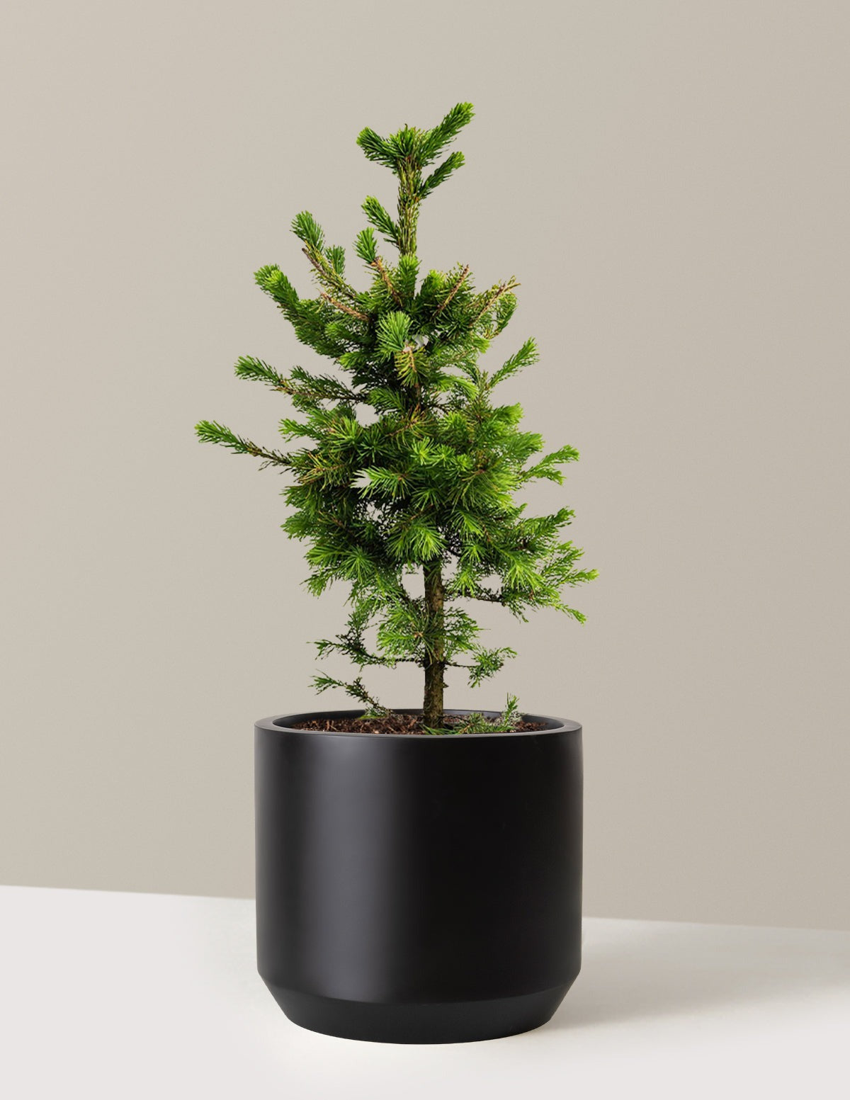 Norway Spruce