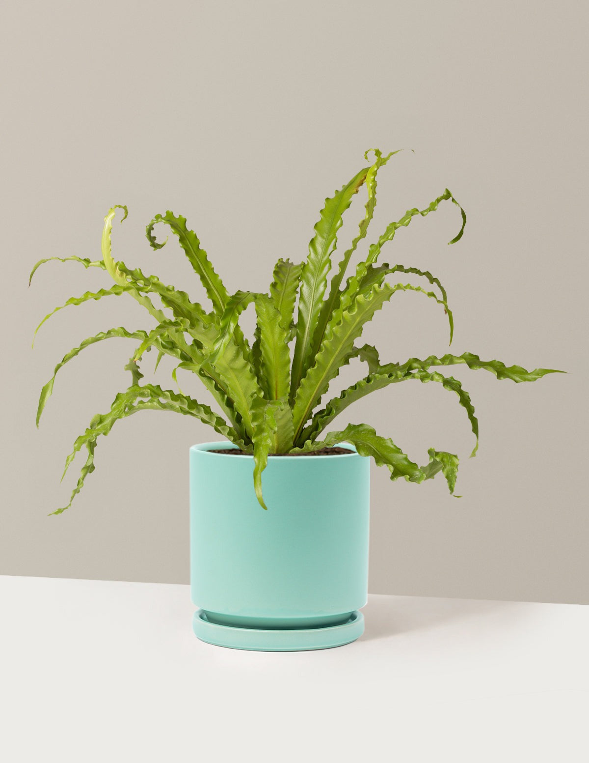 Bird's Nest Fern