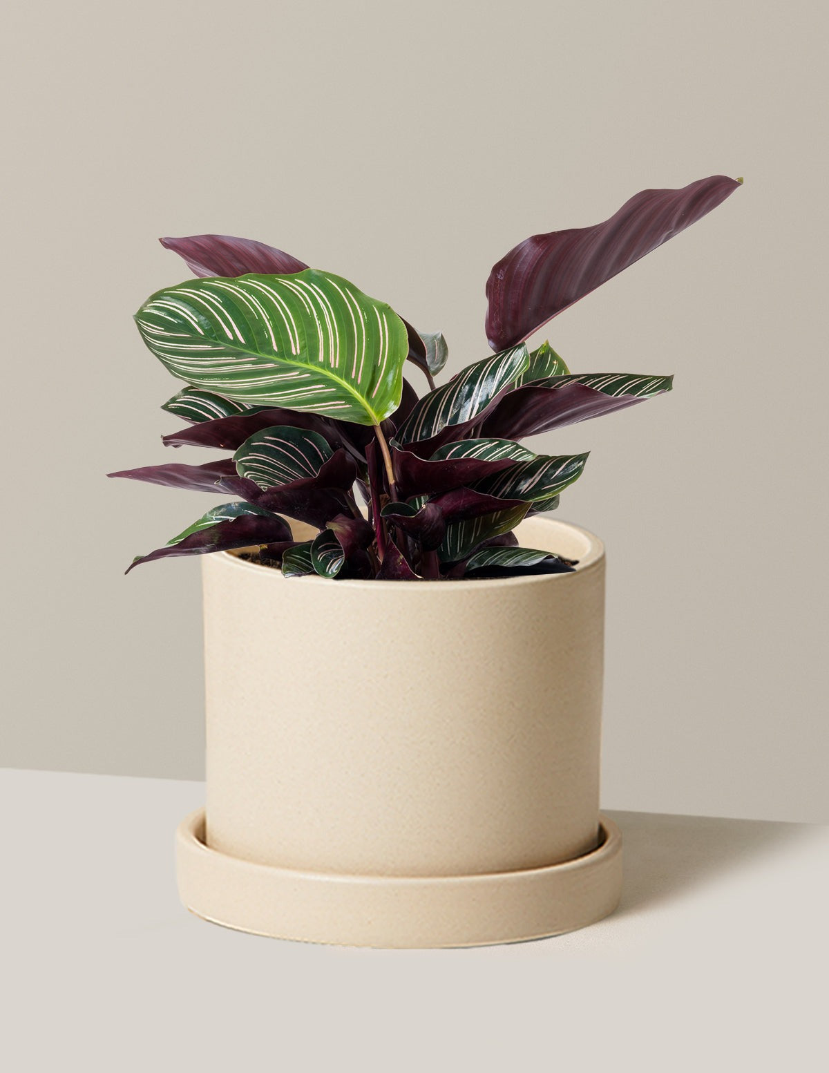 Calathea Pinstripe
