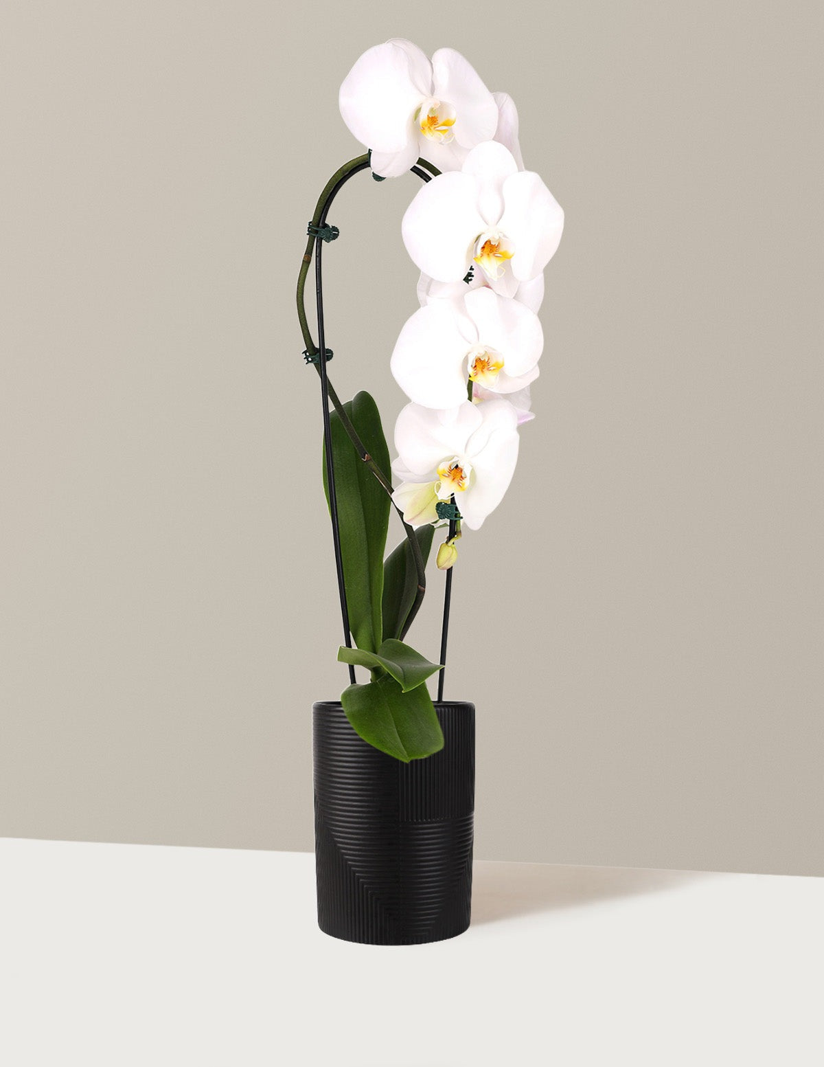 Waterfall Orchid