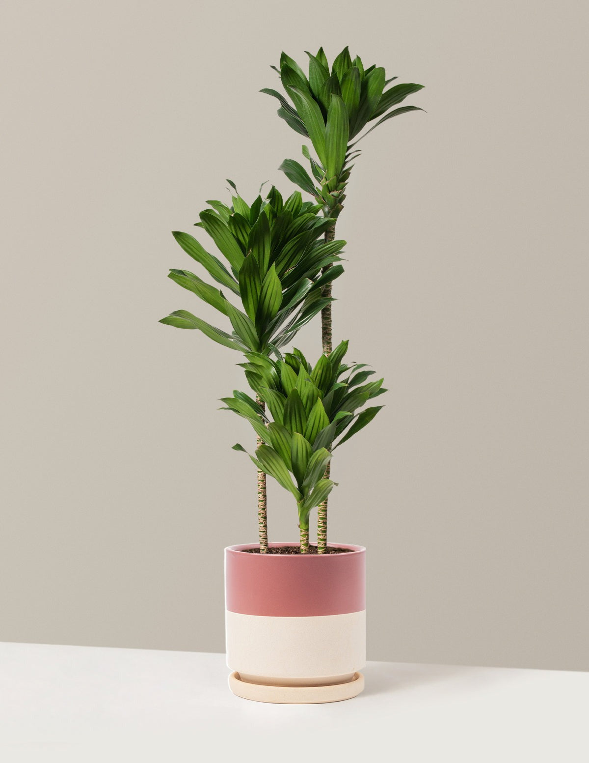 Large Dracaena Compacta Cane