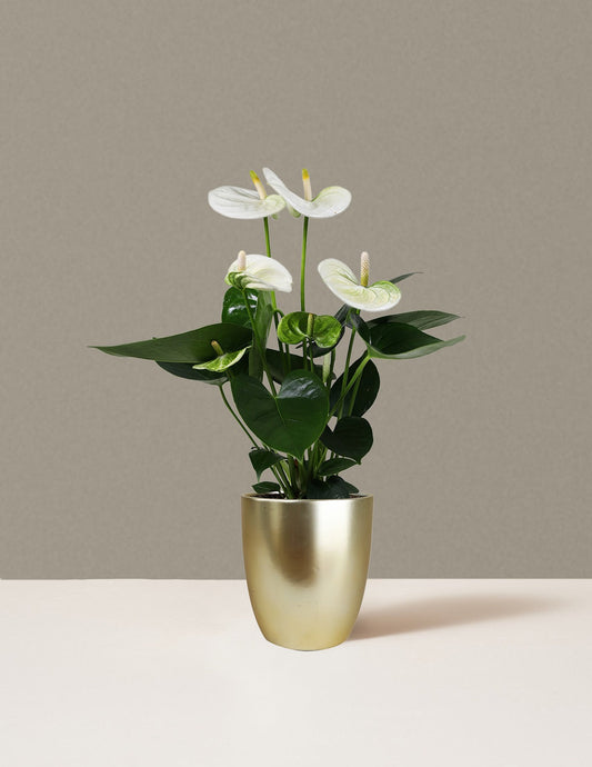 White Anthurium
