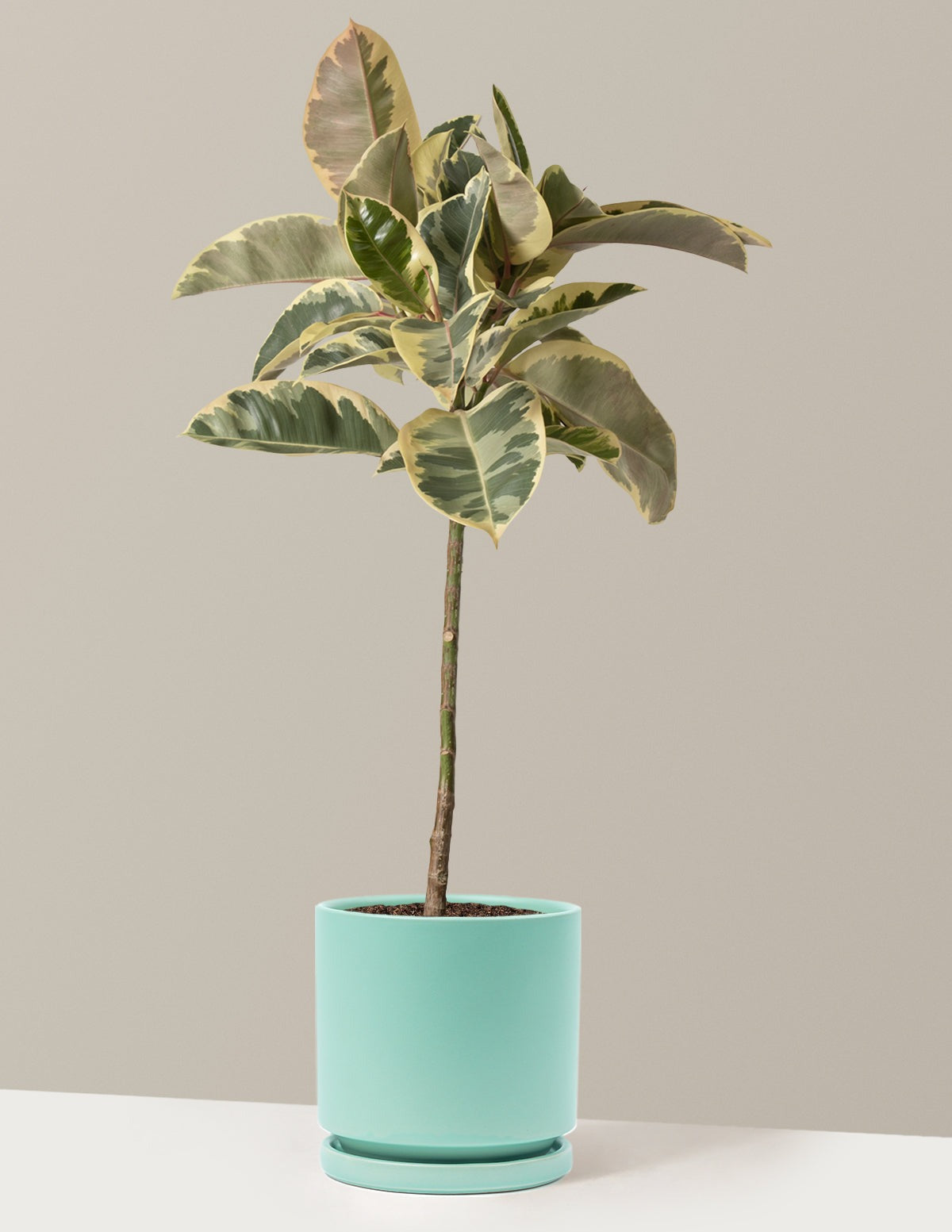 Ficus Tineke Tree