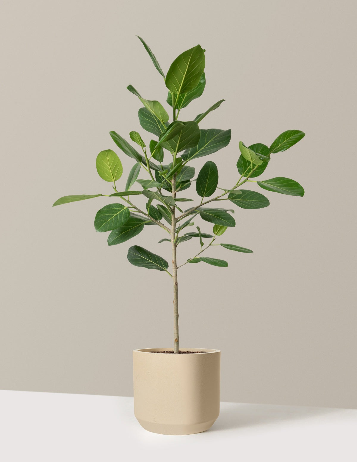 Ficus Audrey Tree