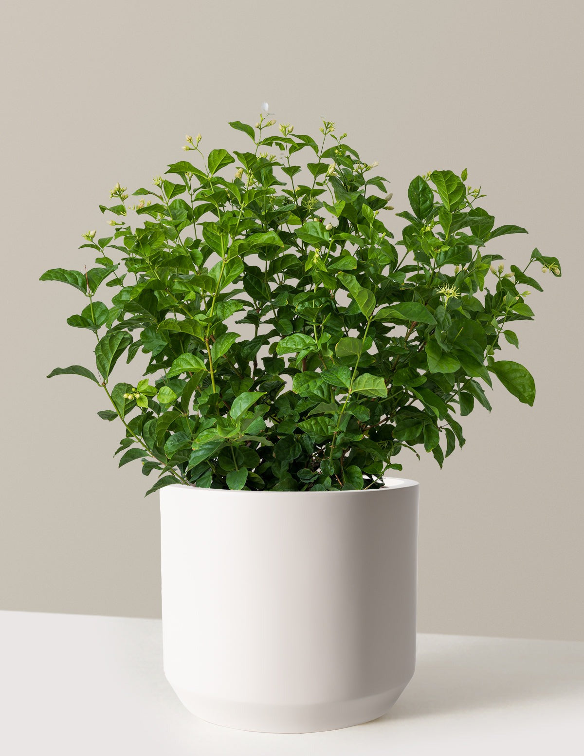 Jasmine Sambac