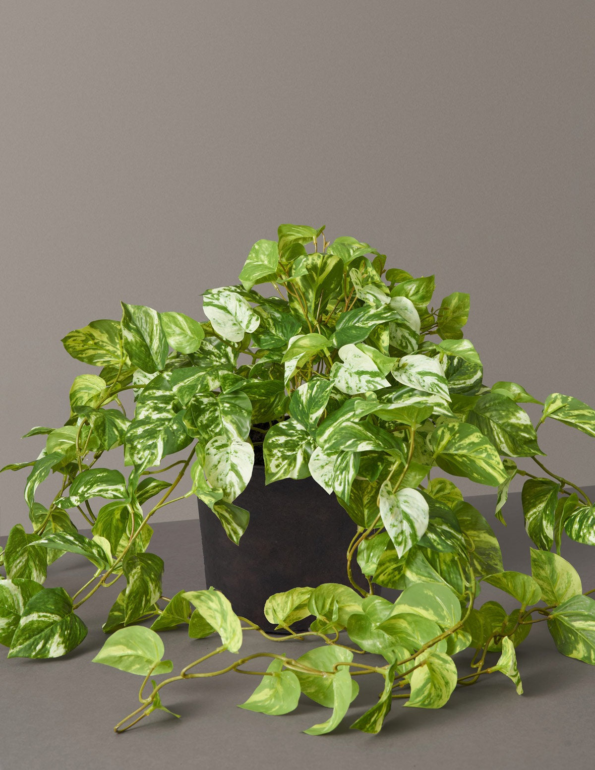 Artificial Pothos Plant