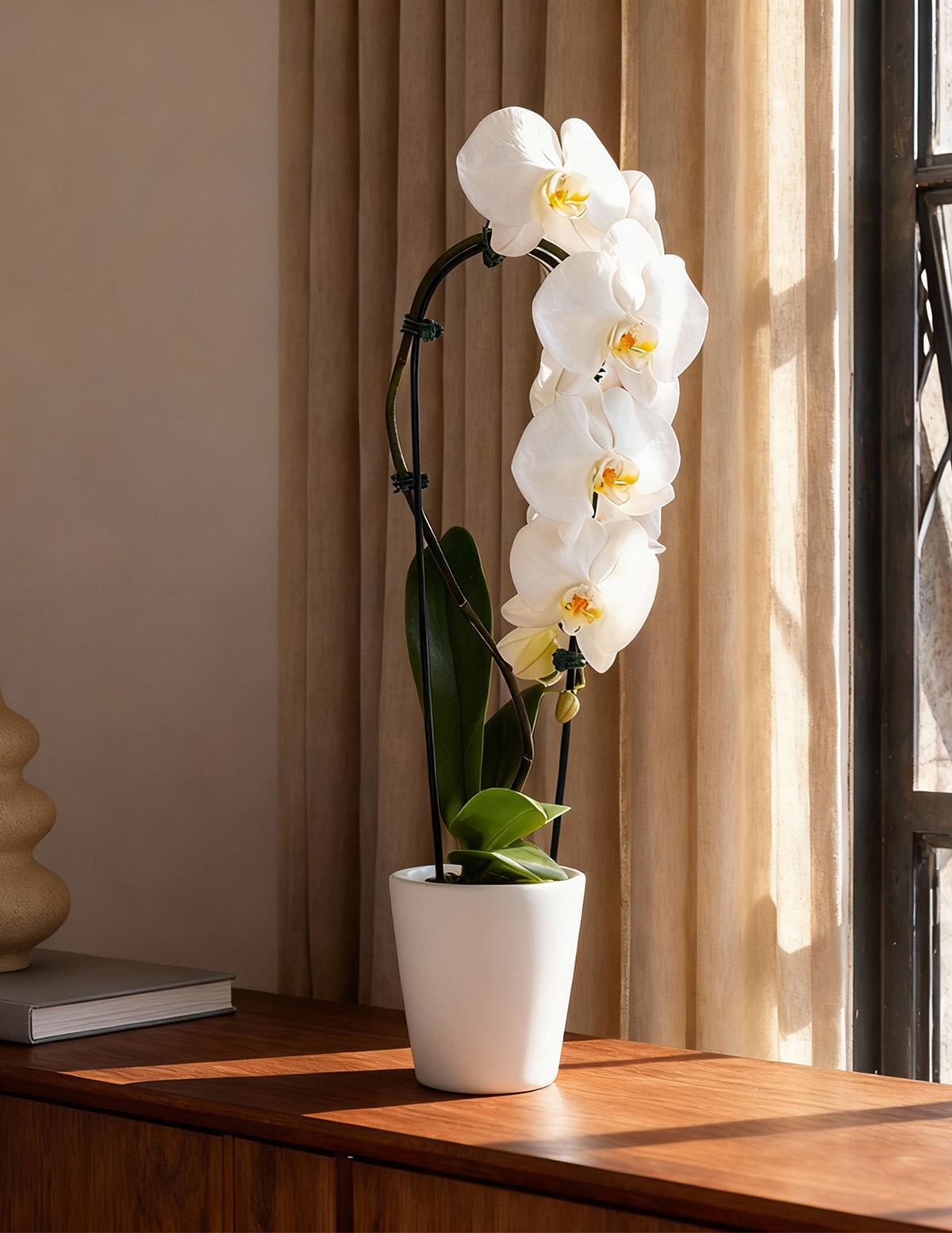 Waterfall Orchid