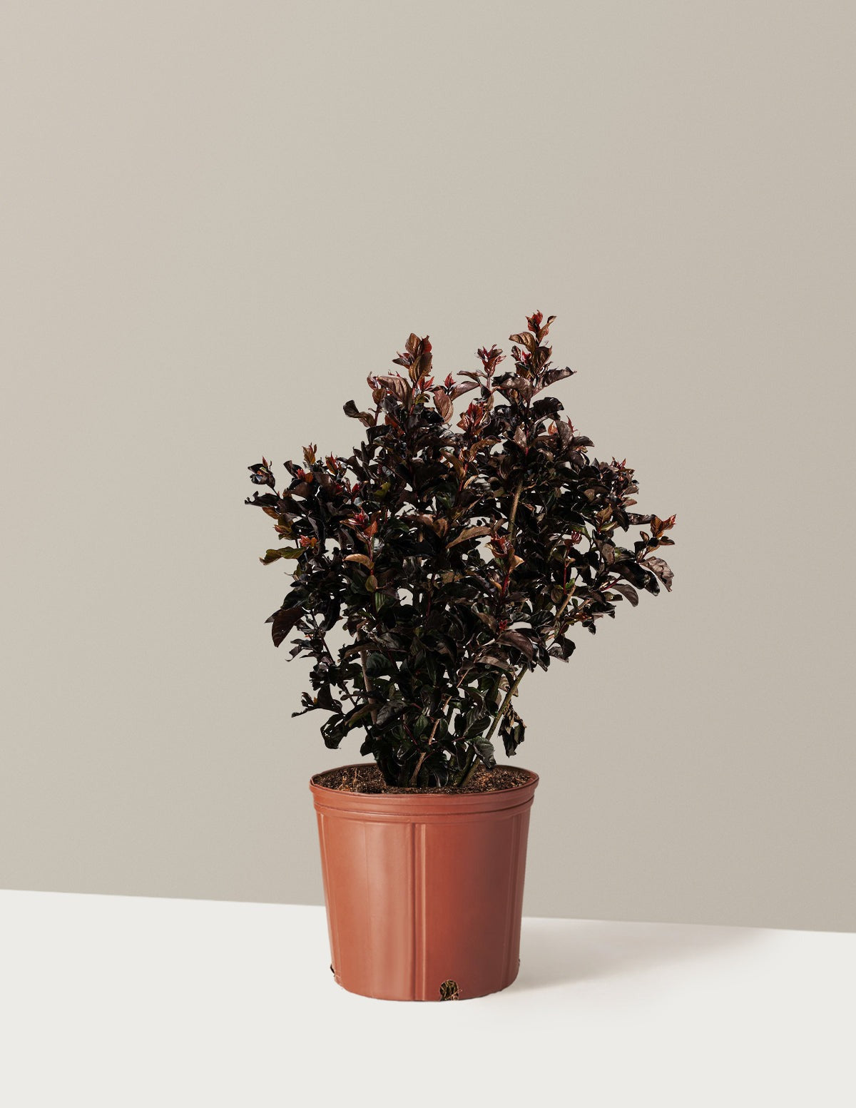 ThunderstruckTM Rumblin' RedTM Crapemyrtle