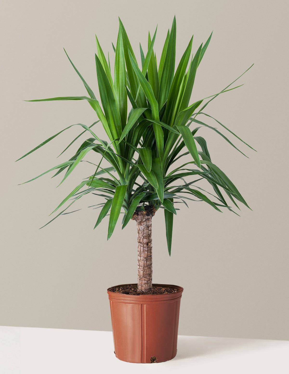Yucca Plant Single Stem