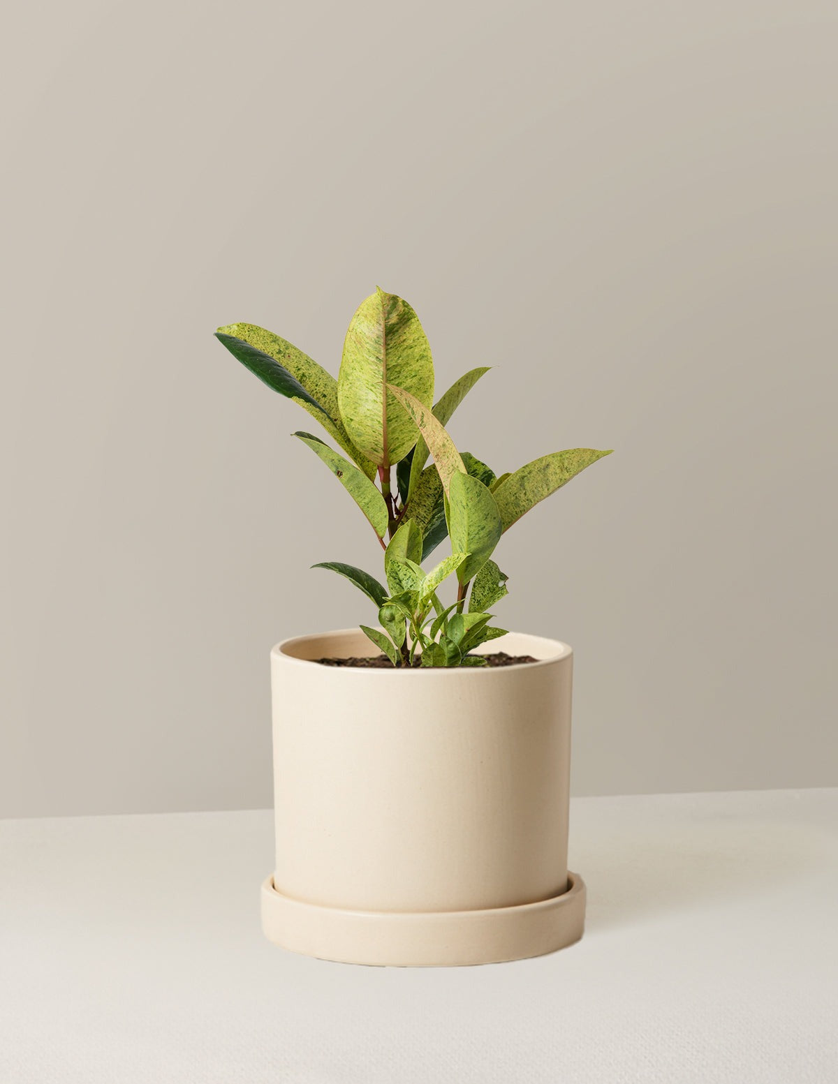 Ficus Shivereana