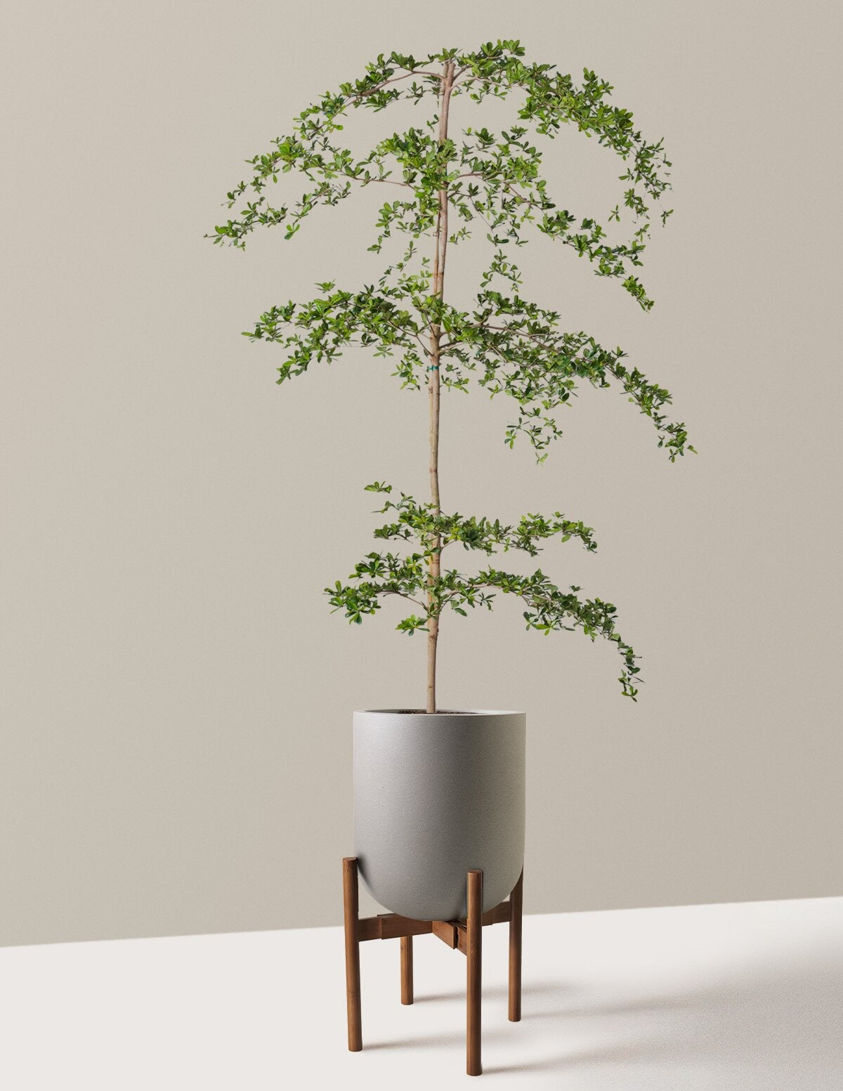 Black Olive Tree
