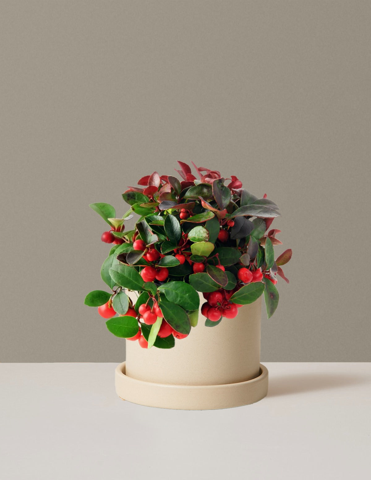 Wintergreen Cherry Berries