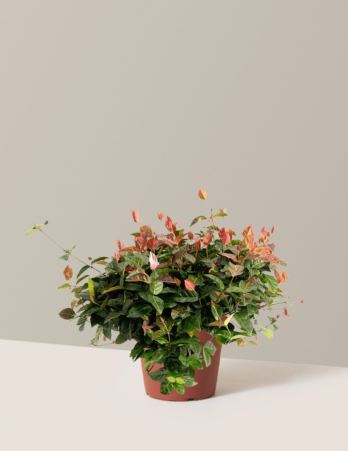 Snow-N-SummerTM Asiatic Jasmine