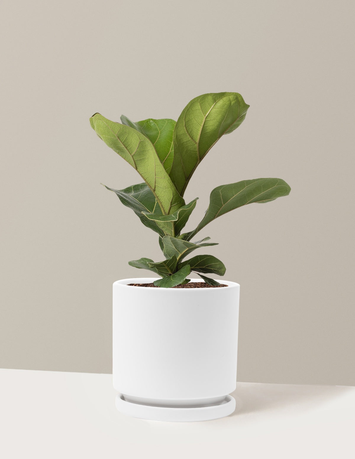 Fiddle Leaf Fig Bush
