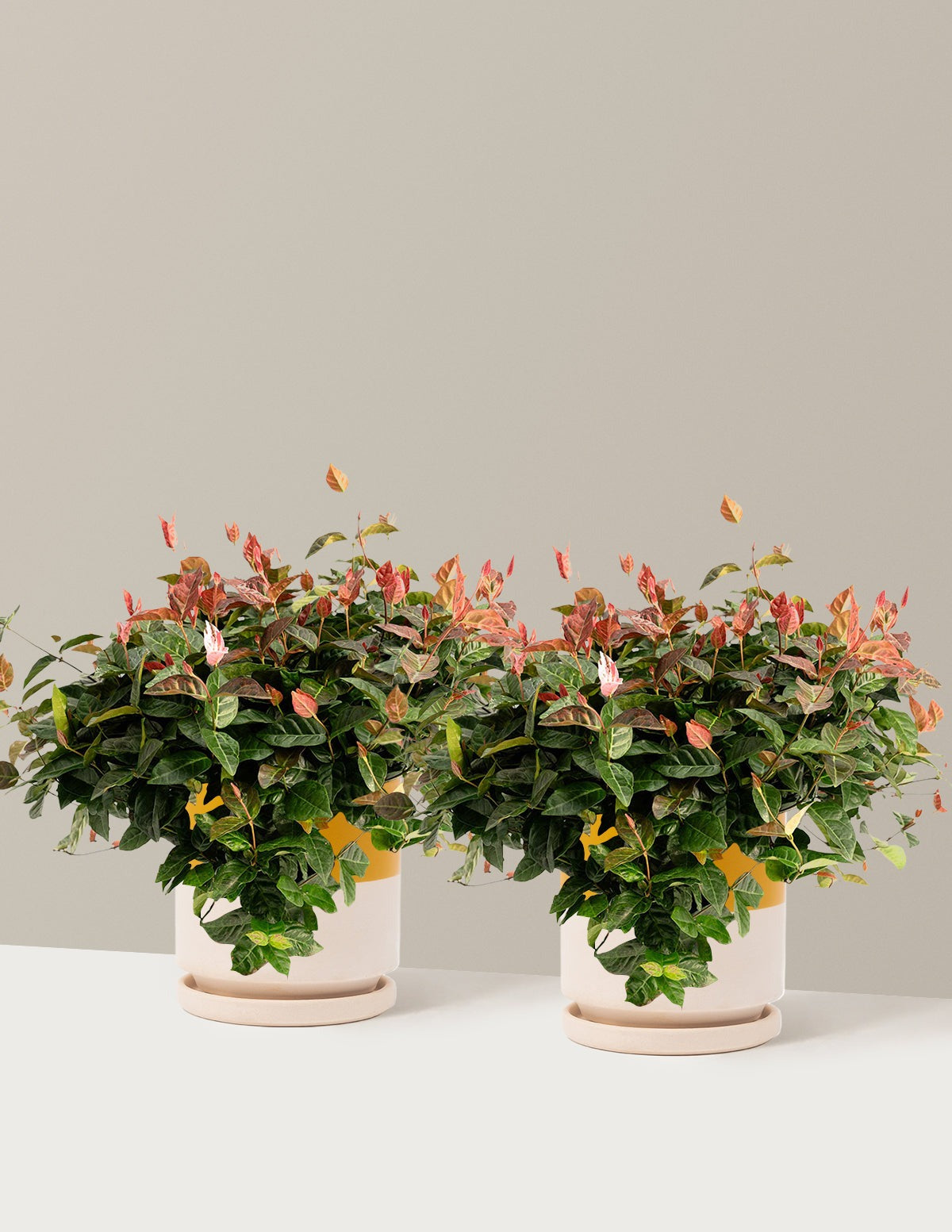 Snow-N-SummerTM Asiatic Jasmine