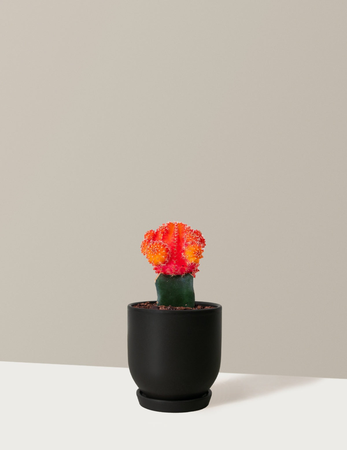 Moon Cactus