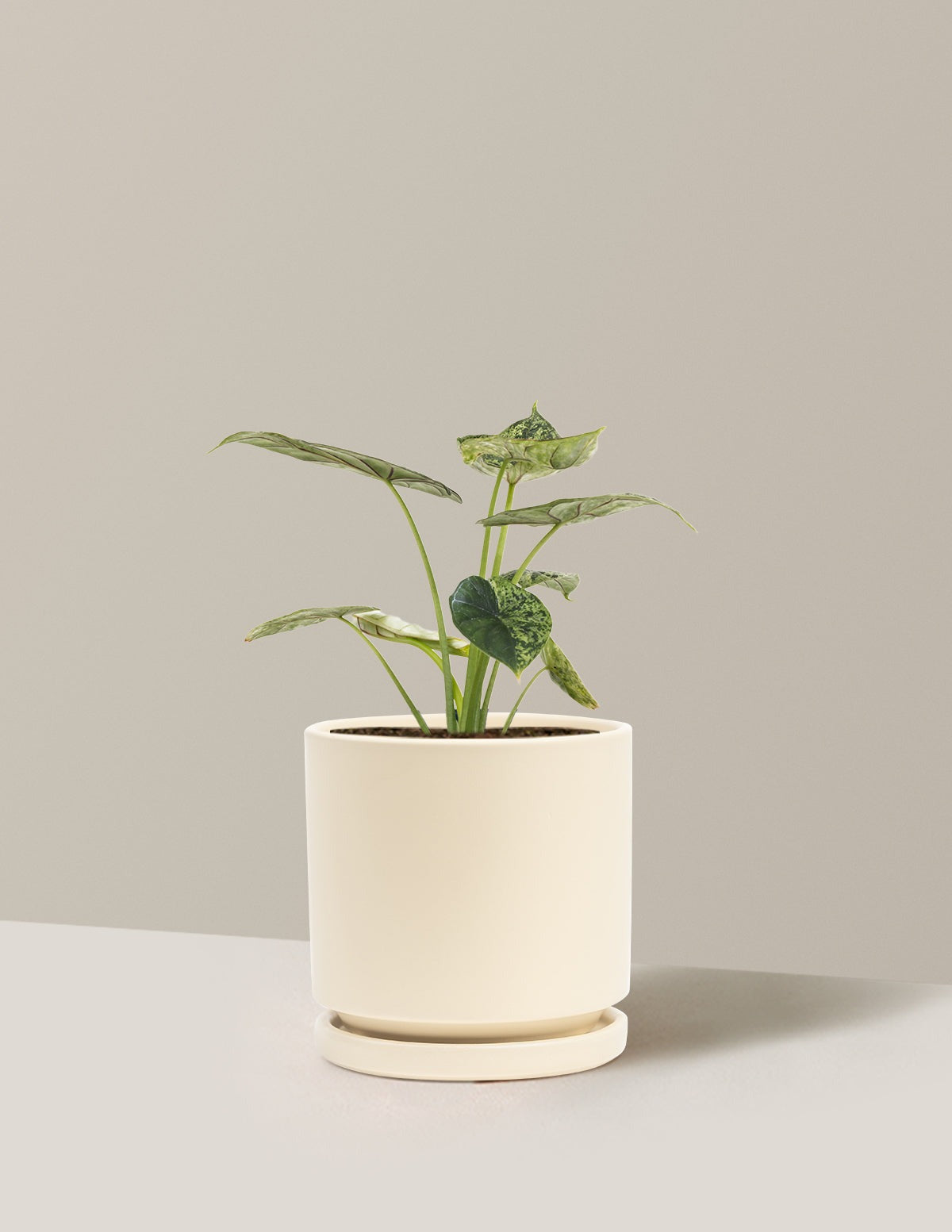 Alocasia Green Mint