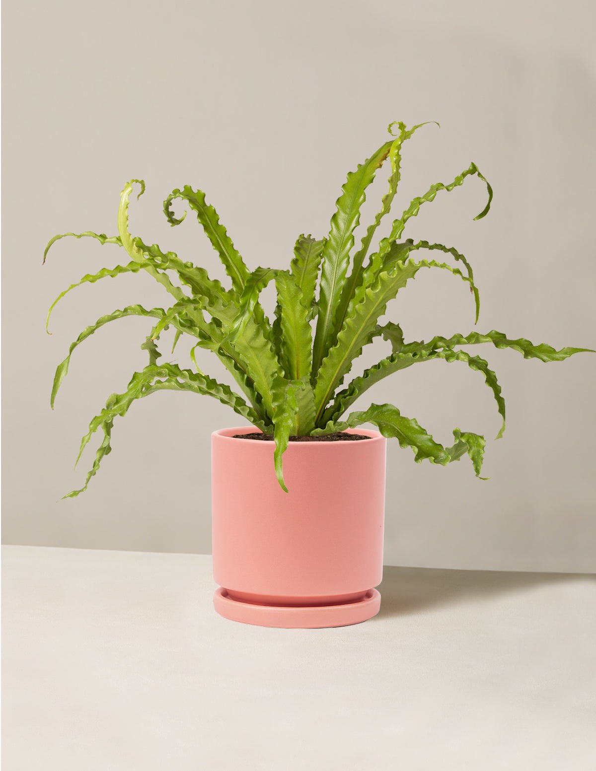Bird's Nest Fern