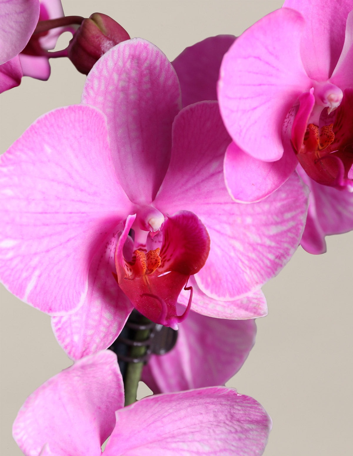 Watercolor Orchid Party Pack