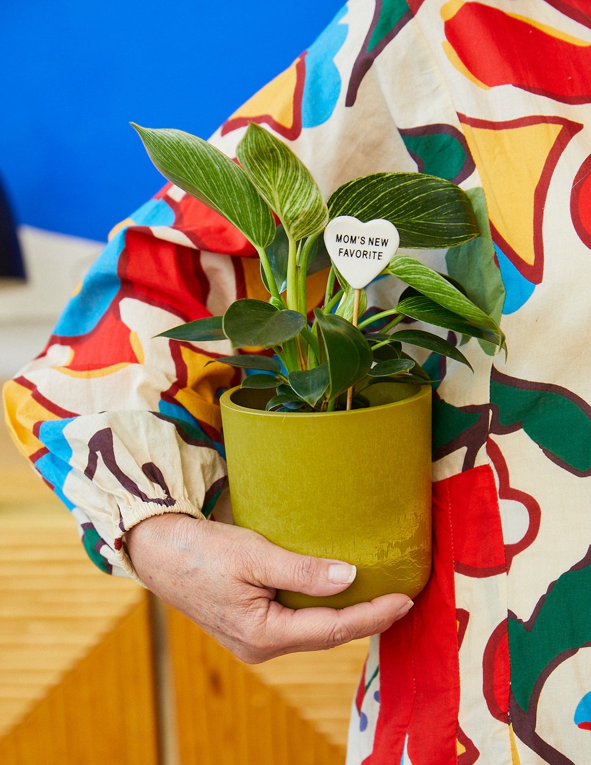 Philodendron Birkin