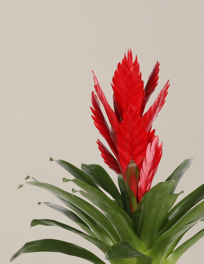 Bromeliad Assortment