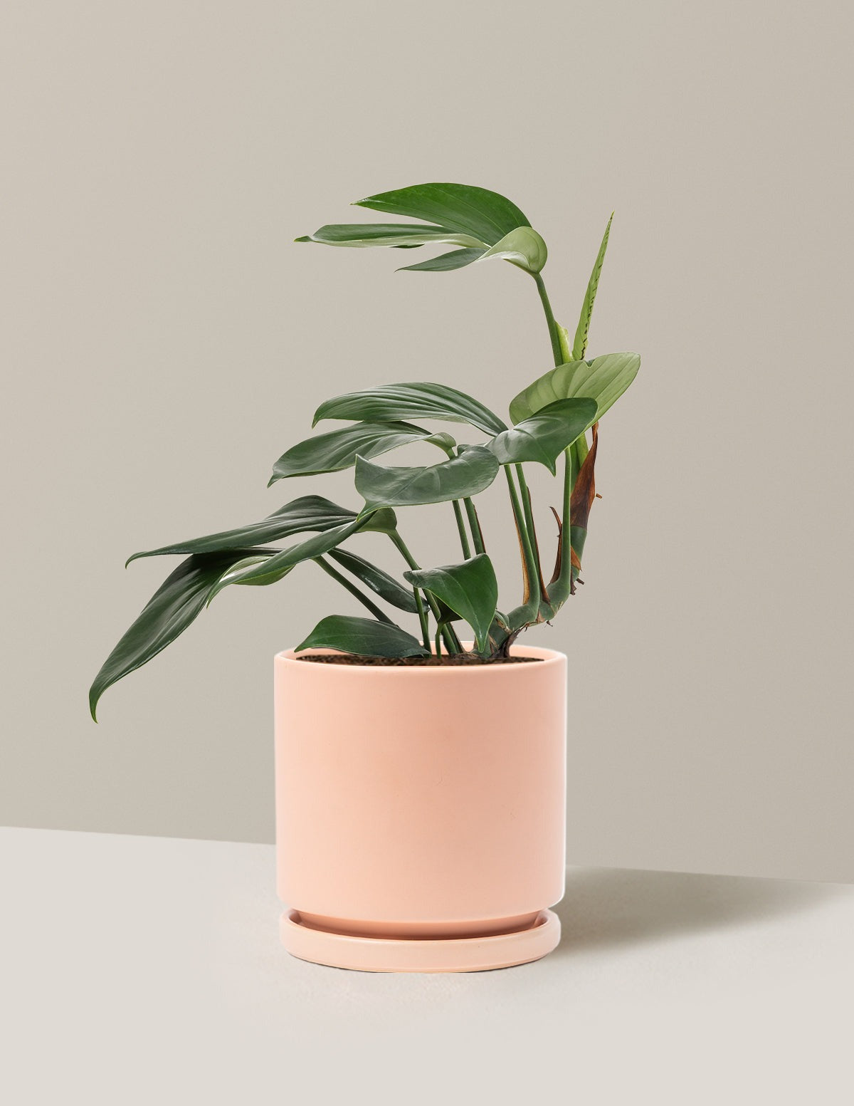 Dragon Tail Plant