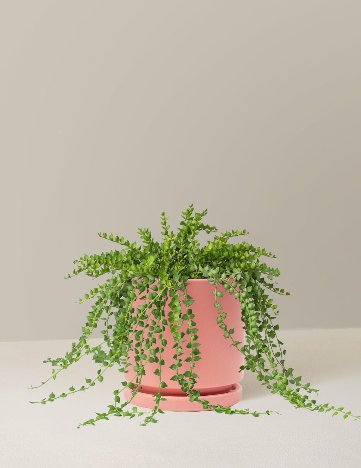 Dischidia