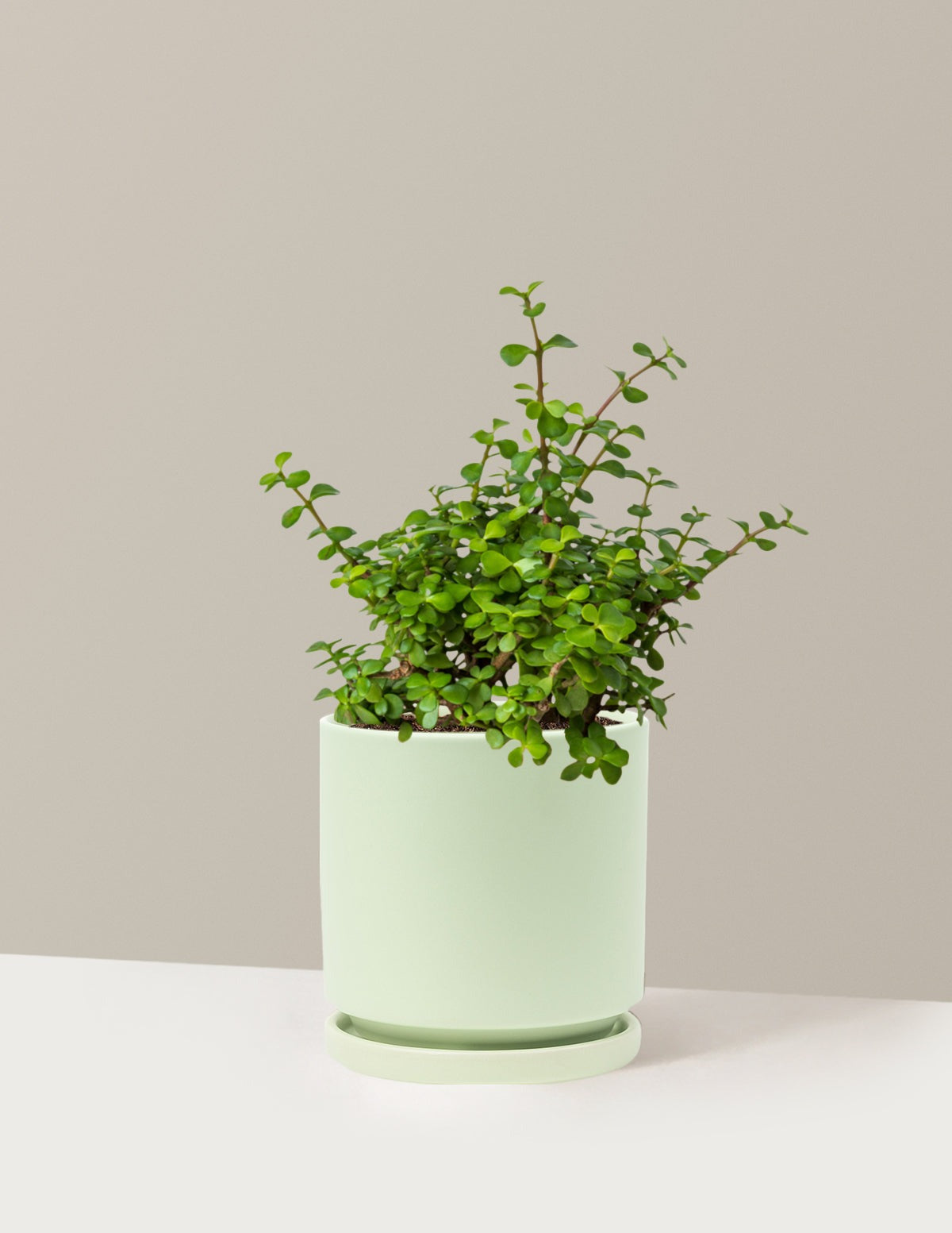 Elephant Bush Prosperity Plant