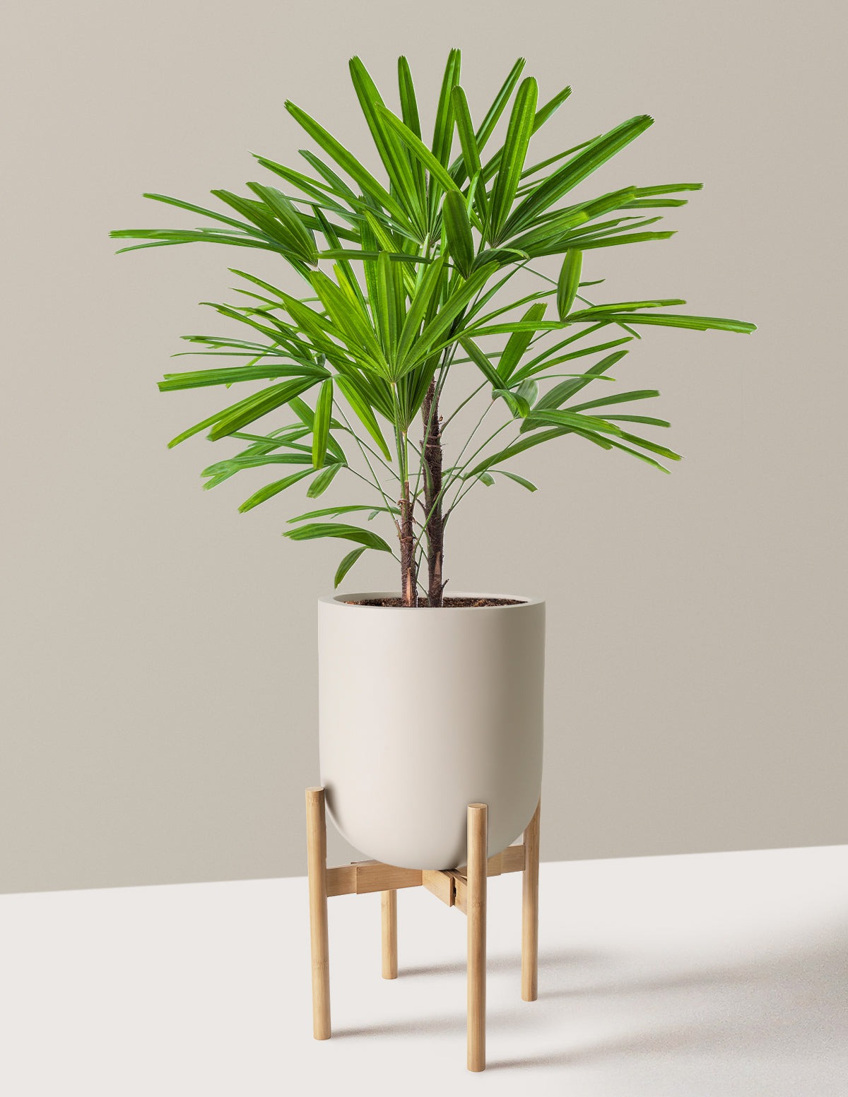 Large Lady Palm