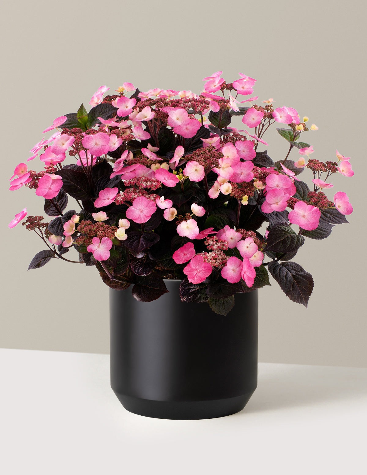 Pink DynamoTM Hydrangea