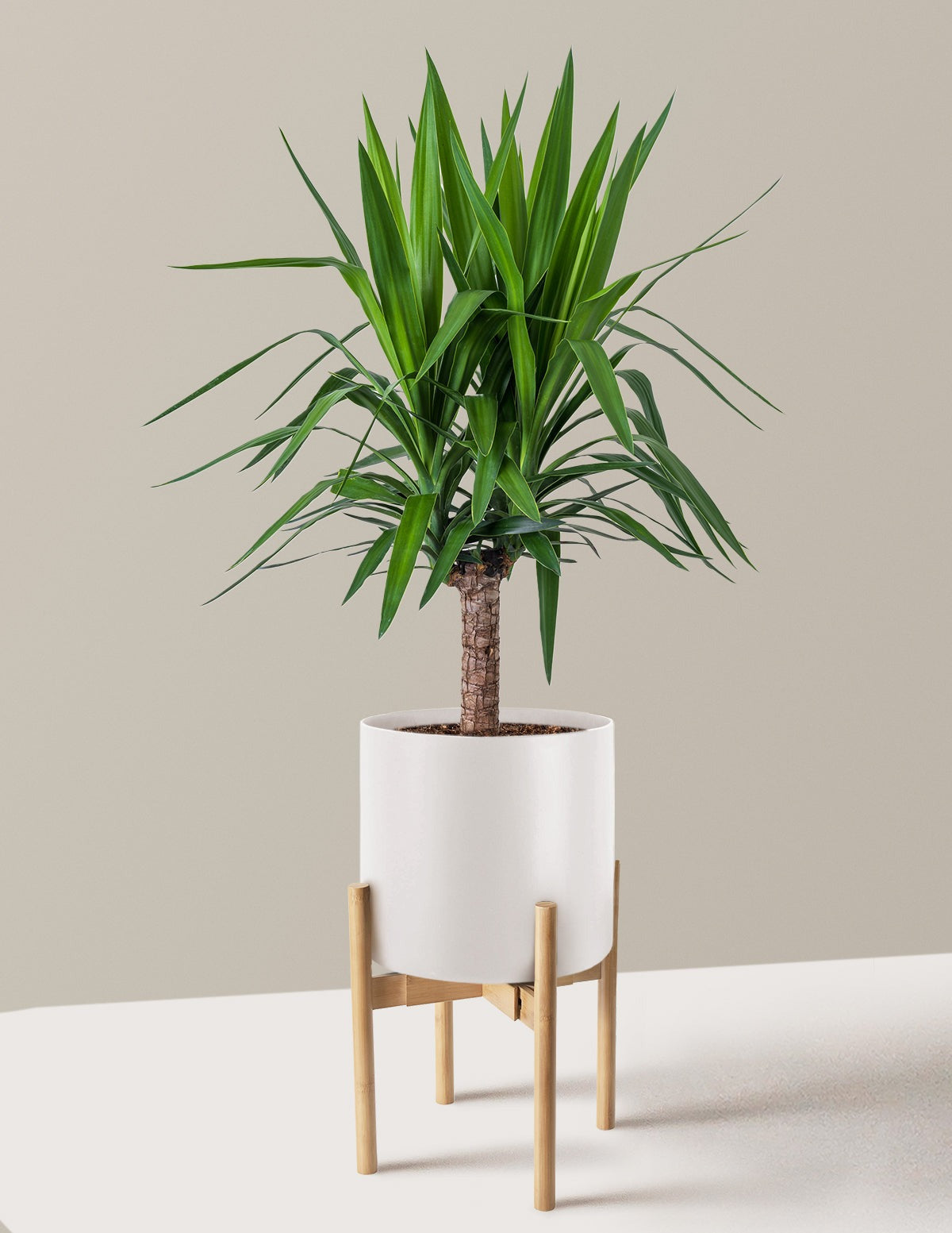 Yucca Plant Single Stem