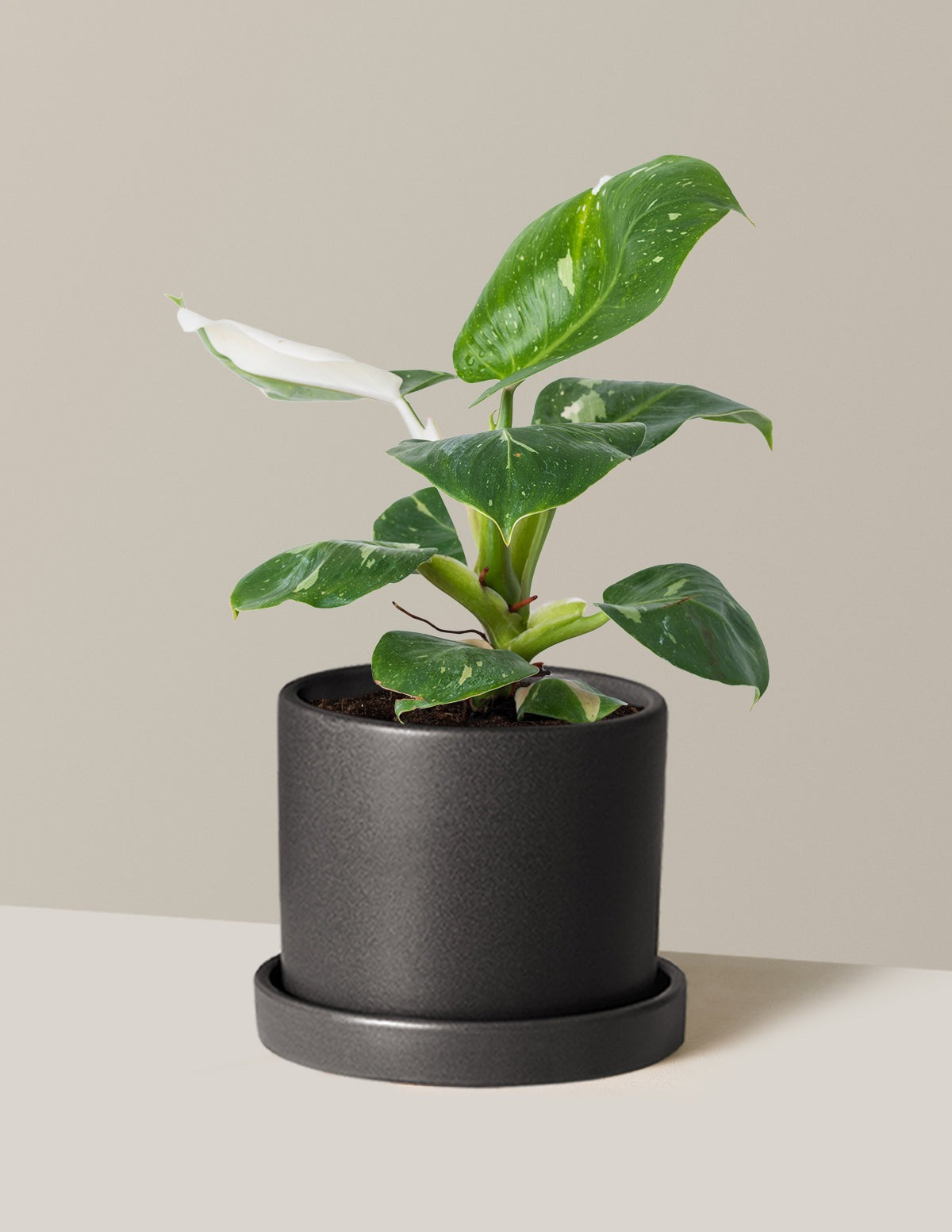 Philodendron White Knight