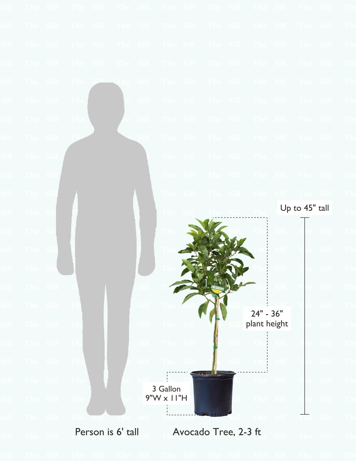 Cold Hardy Avocado Tree