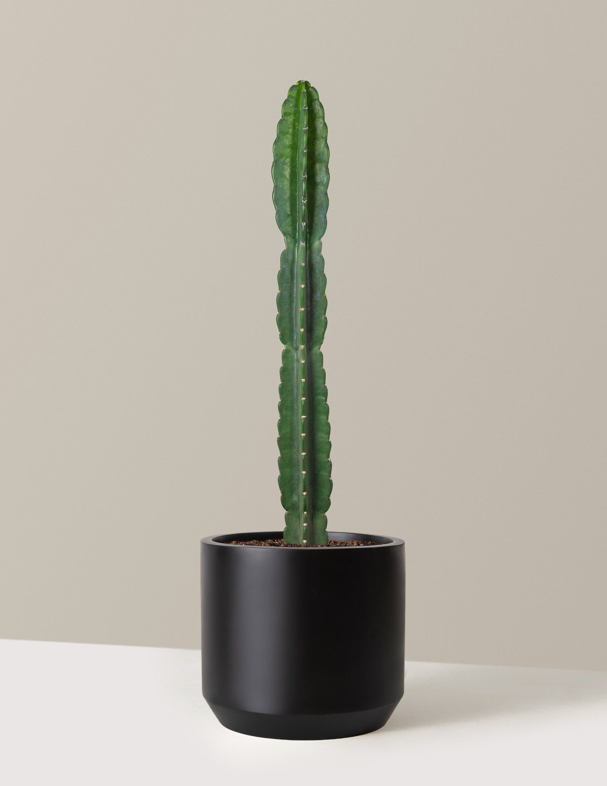 Cuddly Cactus