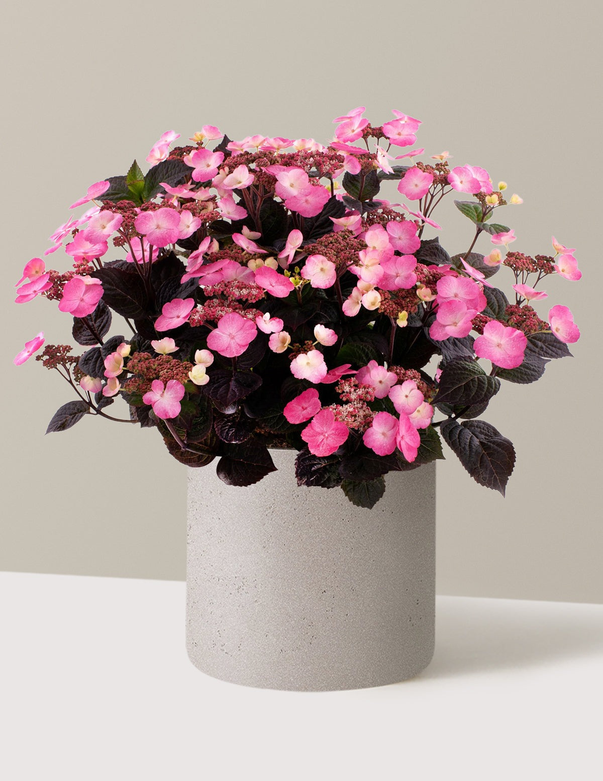 Pink DynamoTM Hydrangea