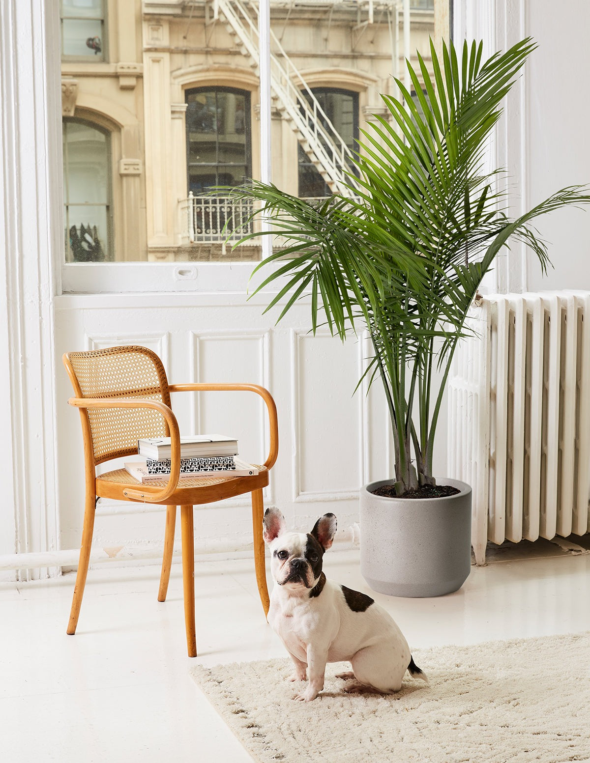 Large Majesty Palm