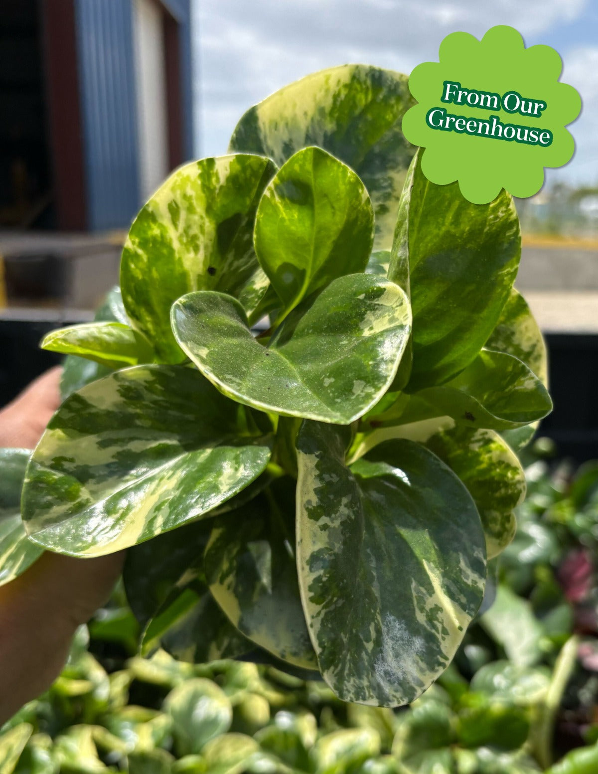 Peperomia Green Gold